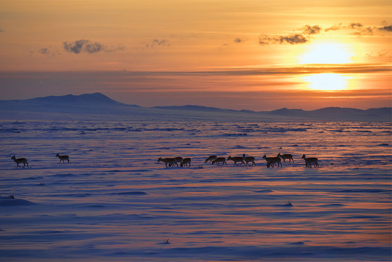 mongolia wildlfe nature photos 